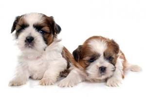 Hvor mange hvalpe kan en Shih Tzu have